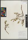 Foto von Salix myrtillifolia Anderson